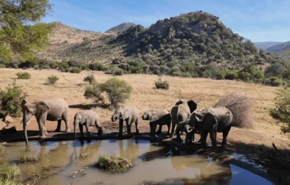 Pula Nala Lodge at Pilanesberg National Park